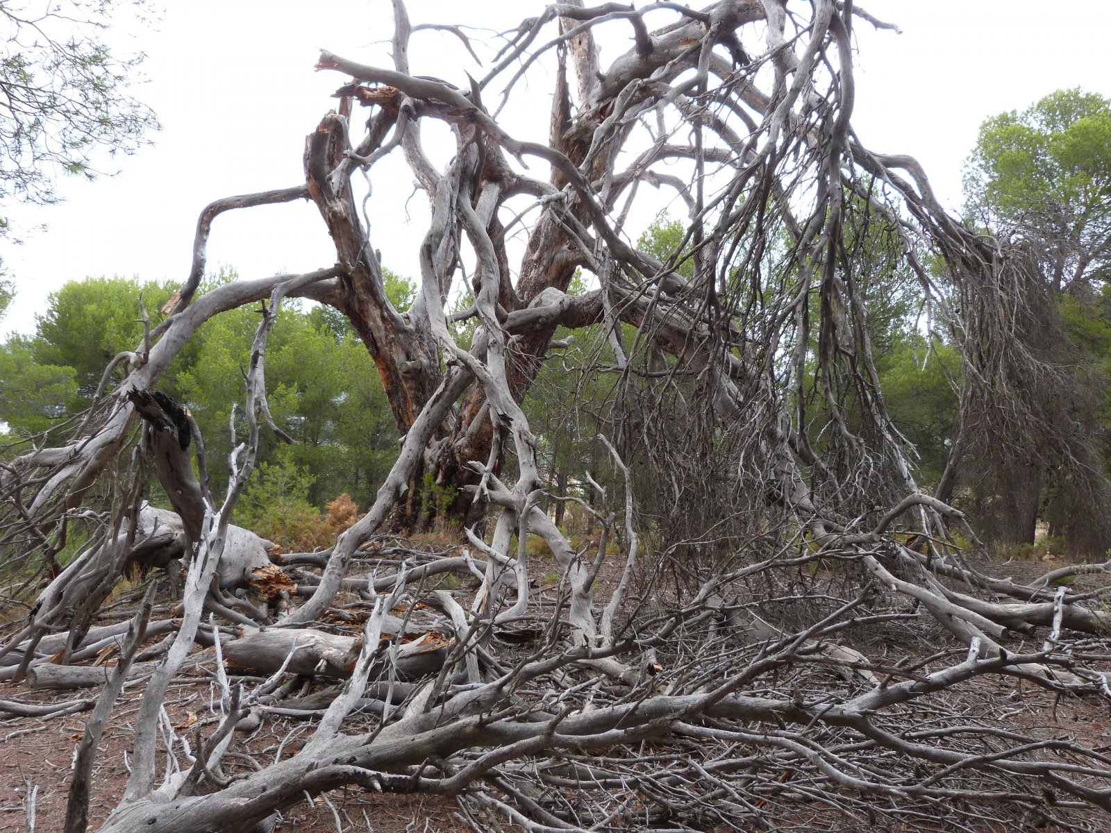Exklusive Landimmobilie mit Pool, Natur & Panoramaausblick