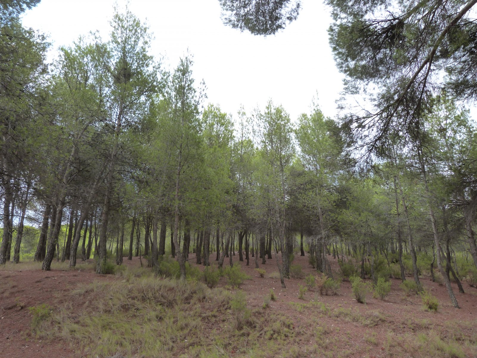   <br />	 This Magnificent, 15 bedroom, Traditional Spanish Farmhouse in Ibi (one of only fifteen masias in the Vinalopo Valley] is located on a tr...